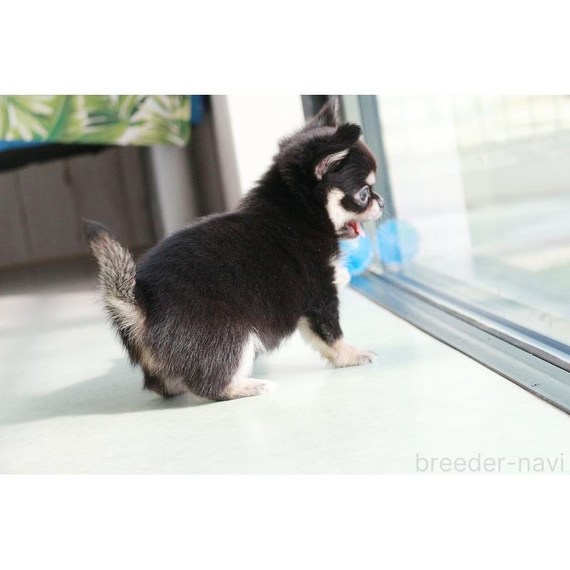 販売中の京都府のチワワ(ロングコート)-416535の7枚目