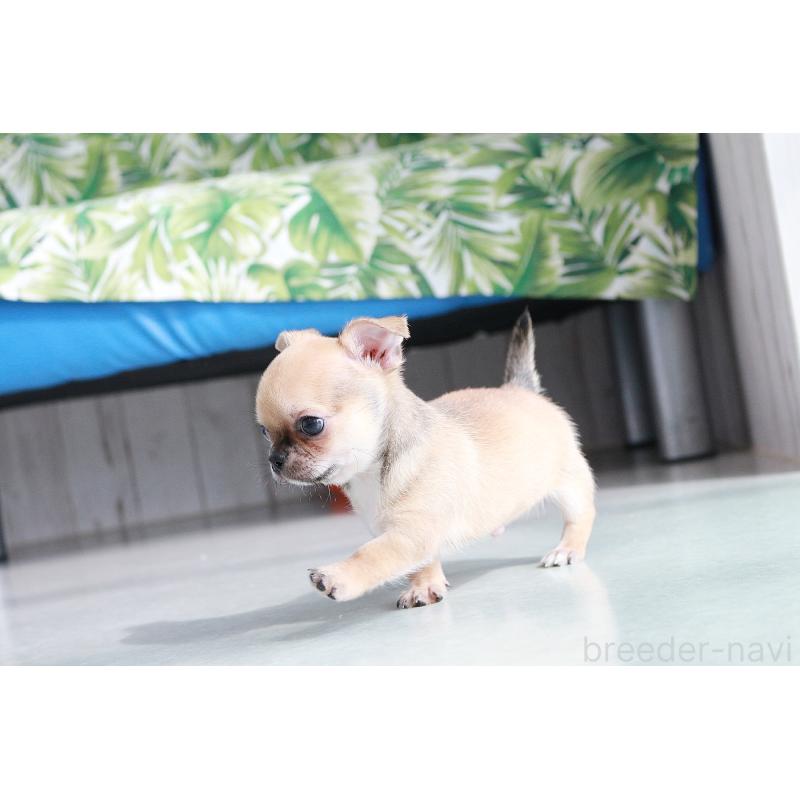 販売中の京都府のチワワ(スムースコート)-416536の8枚目