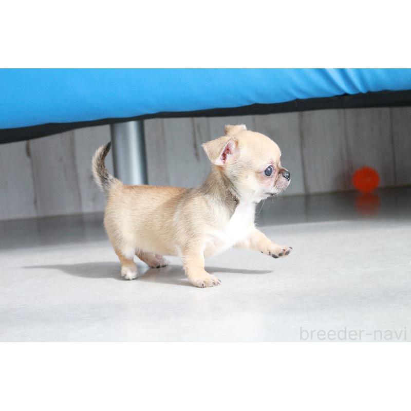 販売中の京都府のチワワ(スムースコート)-416536の7枚目