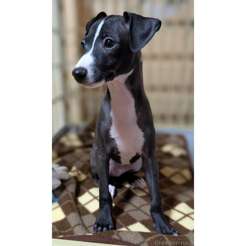 成約済の愛媛県のイタリアングレーハウンド(イタグレ)-406982の3枚目