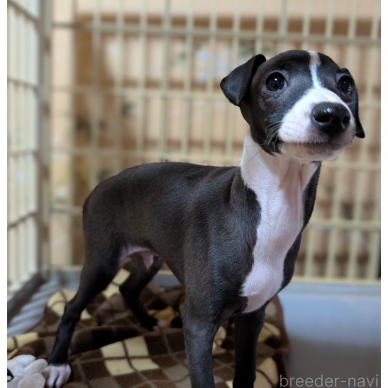 成約済の愛媛県のイタリアングレーハウンド(イタグレ)-406982の2枚目
