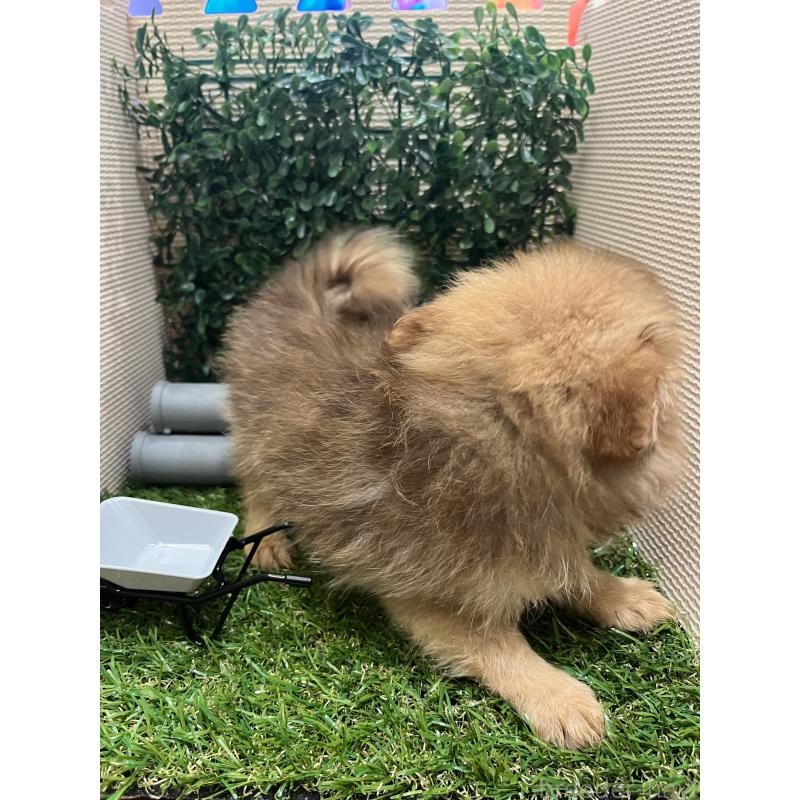 販売中の栃木県のポメチワ:ポメラニアン×チワワ-409003の5枚目