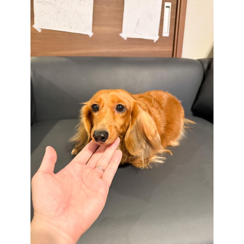 販売中の愛知県のミニチュアダックスフンド(ロングヘアード)-419484の7枚目