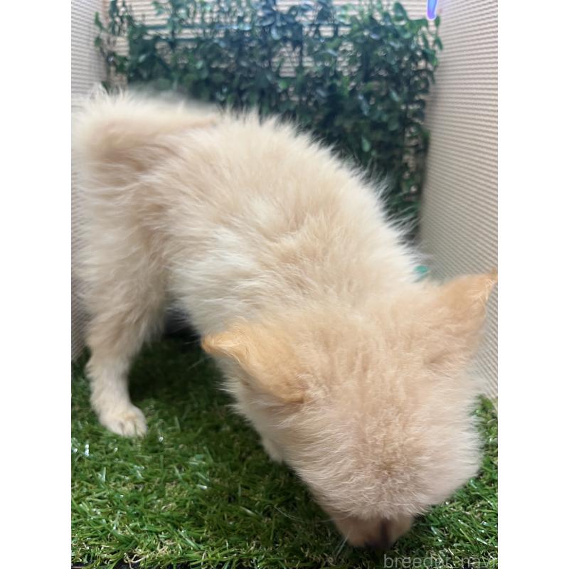 販売中の栃木県のポメチワ:ポメラニアン×チワワ-409002の5枚目