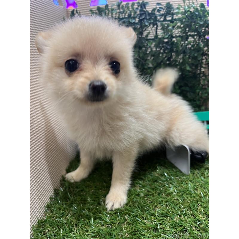 販売中の栃木県のポメチワ:ポメラニアン×チワワ-409002の4枚目