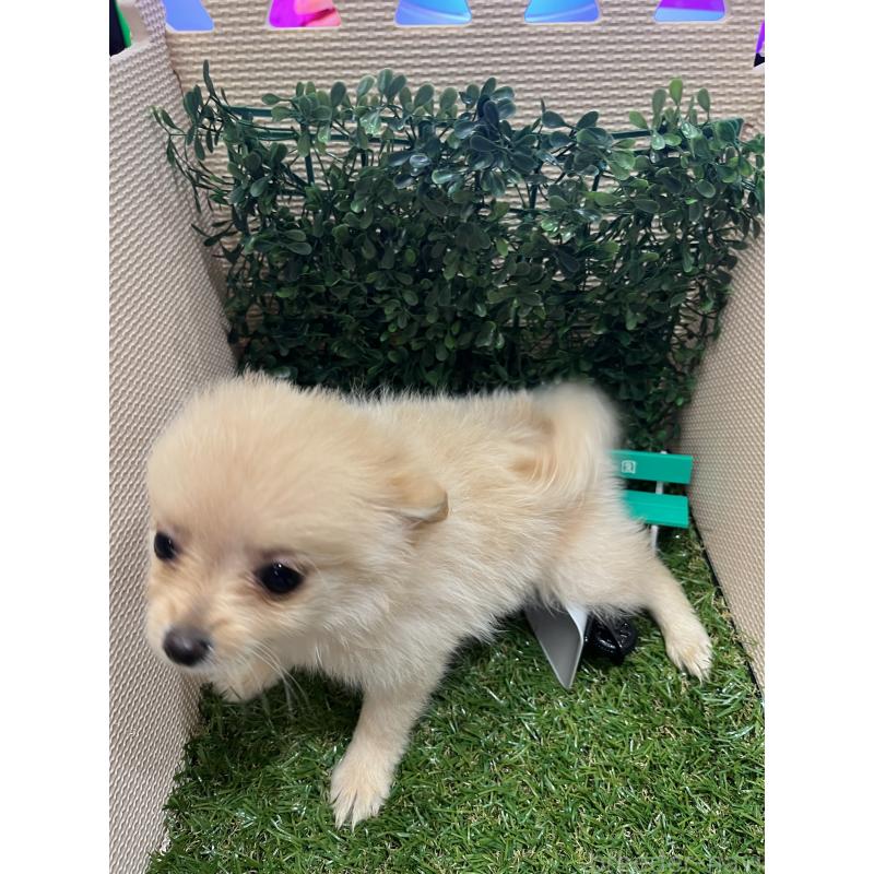 販売中の栃木県のポメチワ:ポメラニアン×チワワ-409002の3枚目