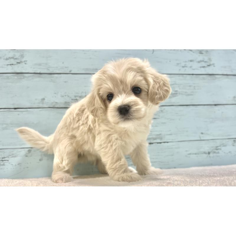 成約済の千葉県のマルプー:マルチーズ×トイプードル-418382の25枚目