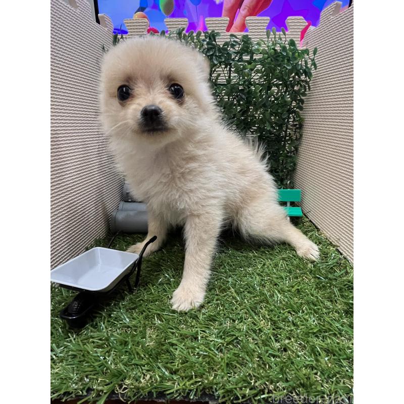 販売中の栃木県のポメチワ:ポメラニアン×チワワ-409002の2枚目