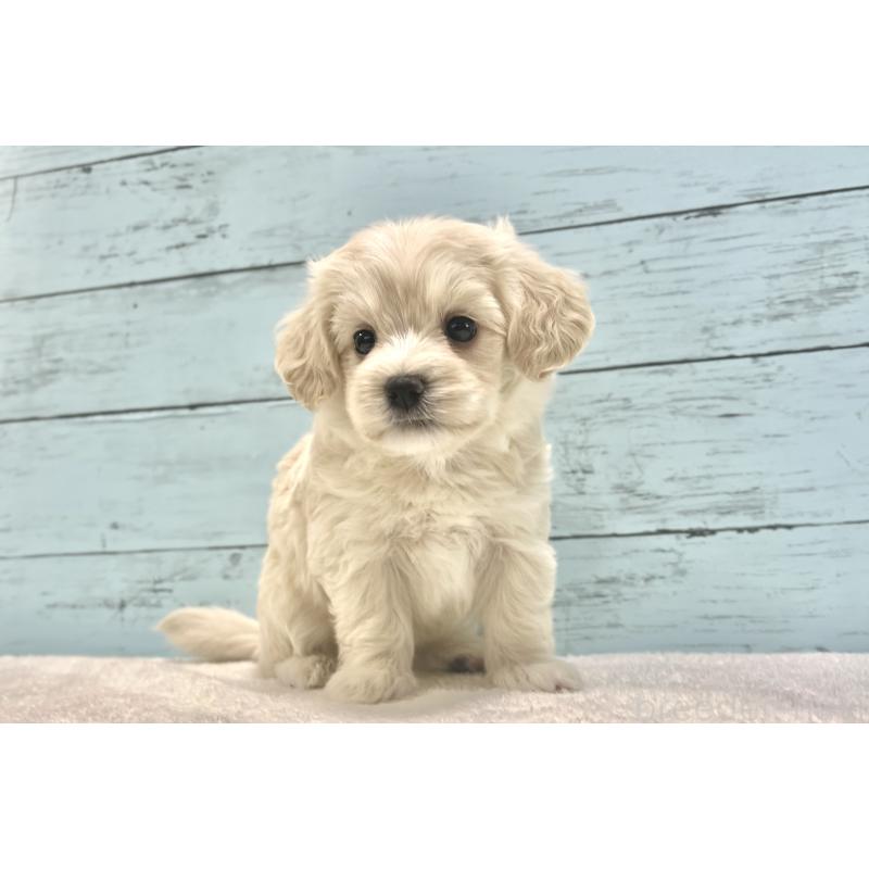 成約済の千葉県のマルプー:マルチーズ×トイプードル-418382の24枚目