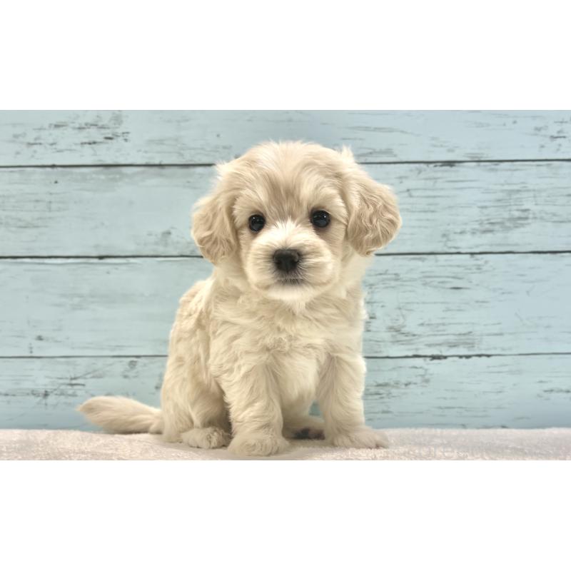 成約済の千葉県のマルプー:マルチーズ×トイプードル-418382の23枚目