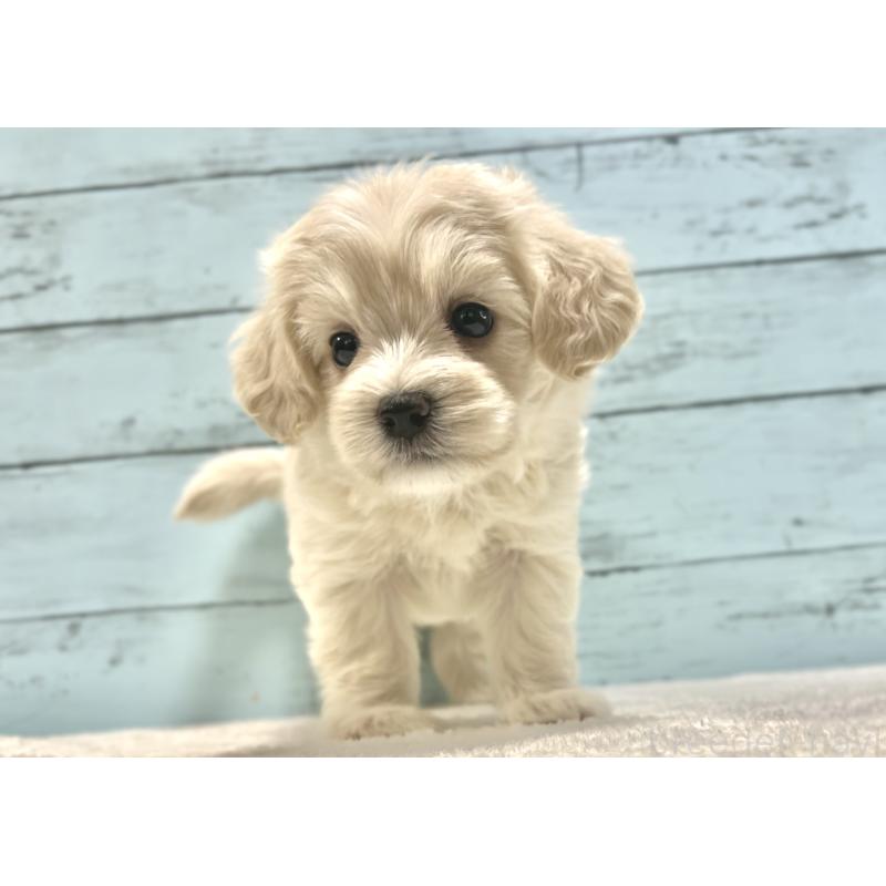 成約済の千葉県のマルプー:マルチーズ×トイプードル-418382の22枚目