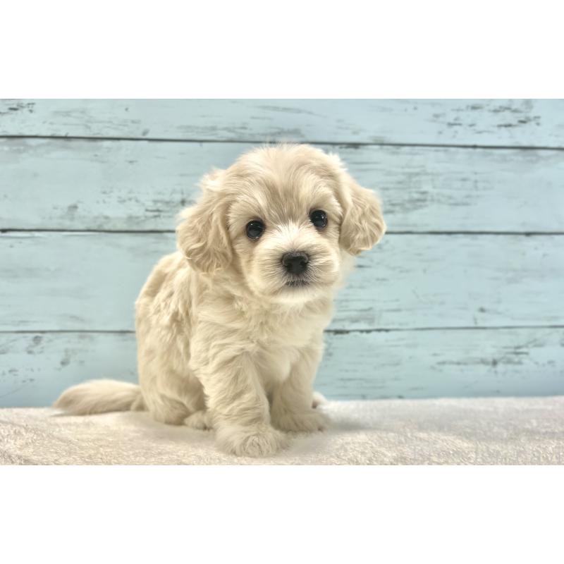 成約済の千葉県のマルプー:マルチーズ×トイプードル-418382の21枚目