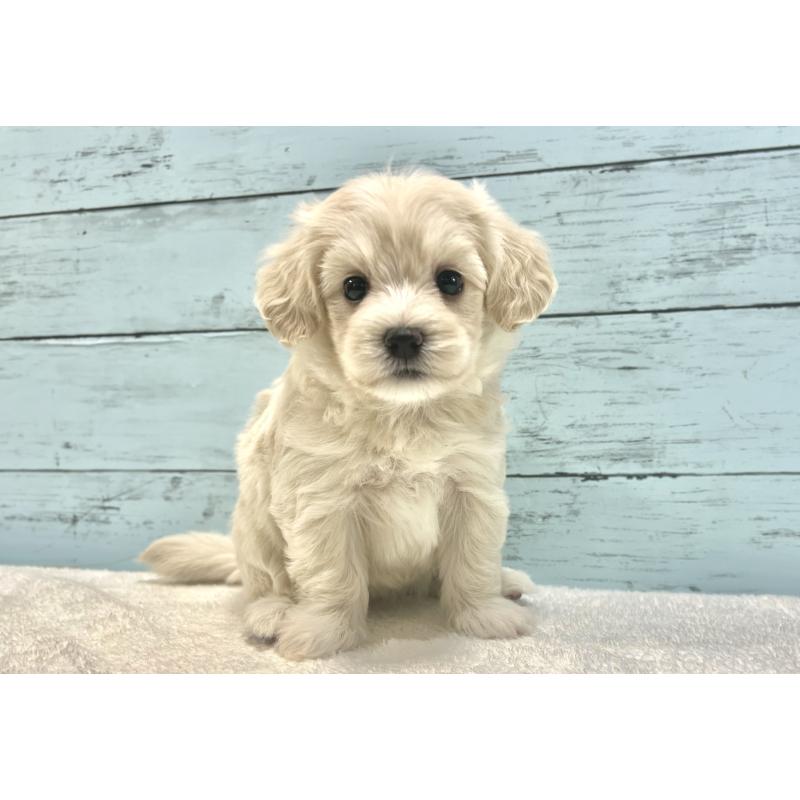 成約済の千葉県のマルプー:マルチーズ×トイプードル-418382の20枚目