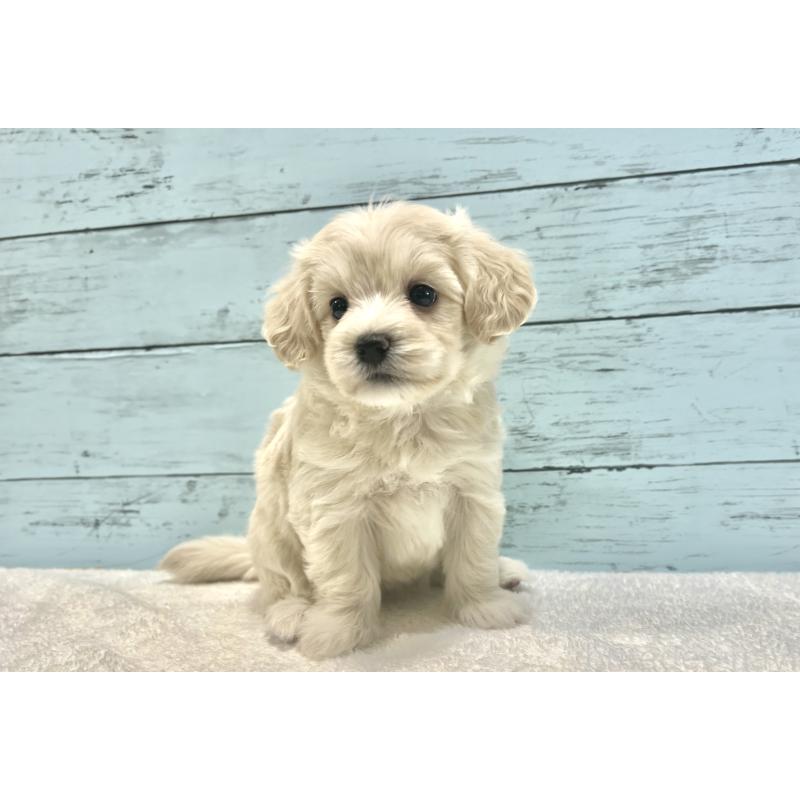 成約済の千葉県のマルプー:マルチーズ×トイプードル-418382の19枚目