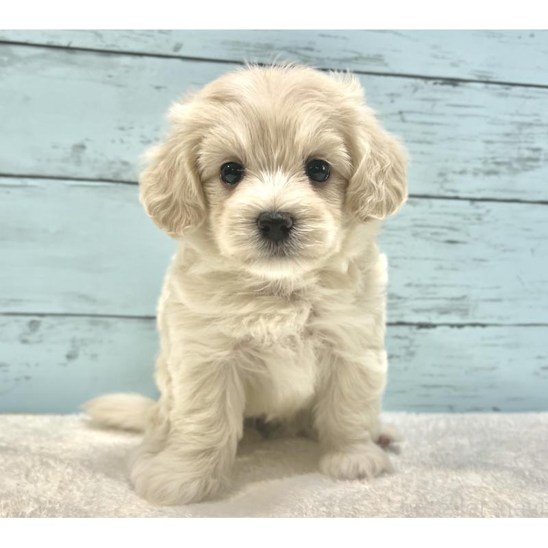 成約済の千葉県のマルプー:マルチーズ×トイプードル-418382の18枚目