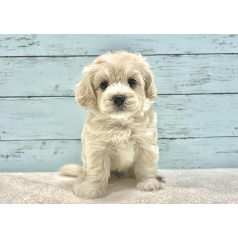 成約済の千葉県のマルプー:マルチーズ×トイプードル-418382の17枚目