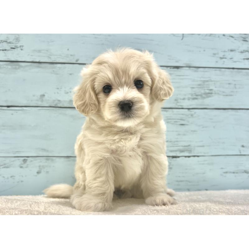 成約済の千葉県のマルプー:マルチーズ×トイプードル-418382の16枚目