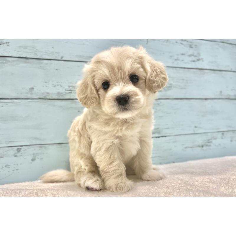 成約済の千葉県のマルプー:マルチーズ×トイプードル-418382の15枚目