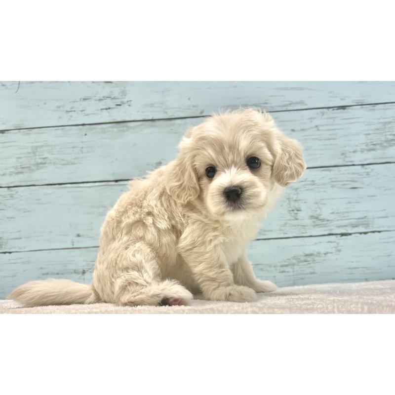 成約済の千葉県のマルプー:マルチーズ×トイプードル-418382の14枚目