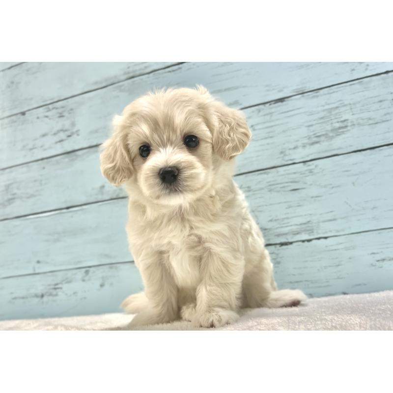 成約済の千葉県のマルプー:マルチーズ×トイプードル-418382の13枚目