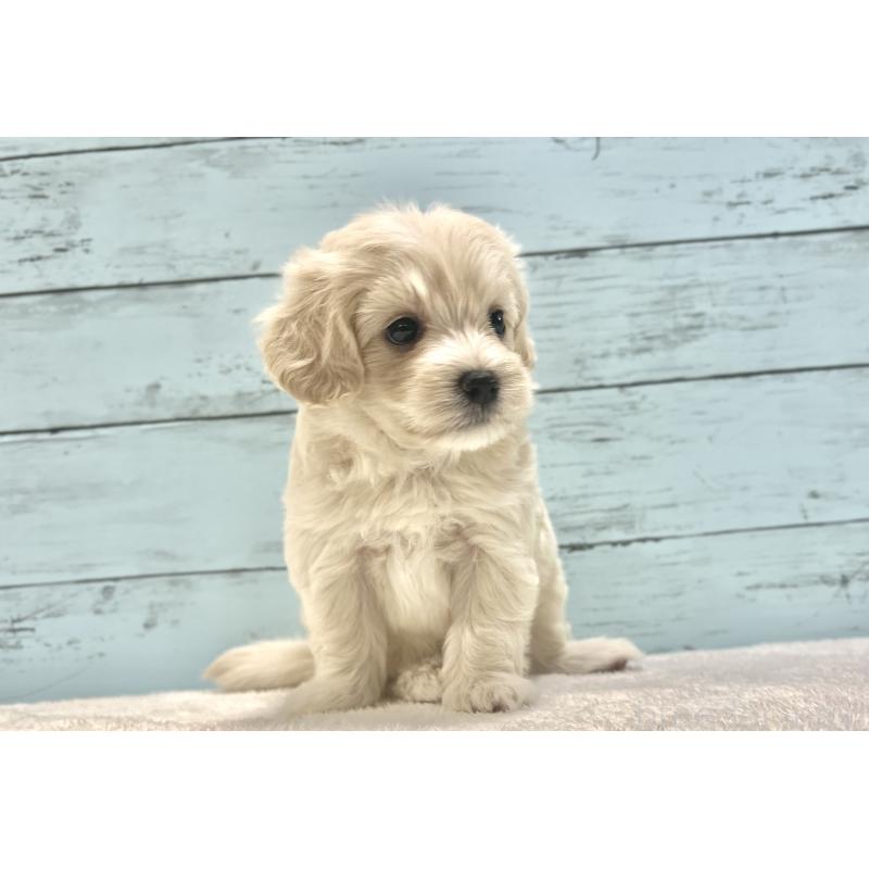 成約済の千葉県のマルプー:マルチーズ×トイプードル-418382の12枚目