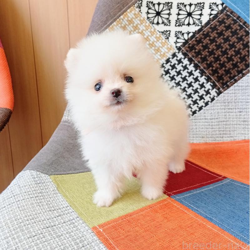 成約済の和歌山県のポメラニアン-417812の3枚目