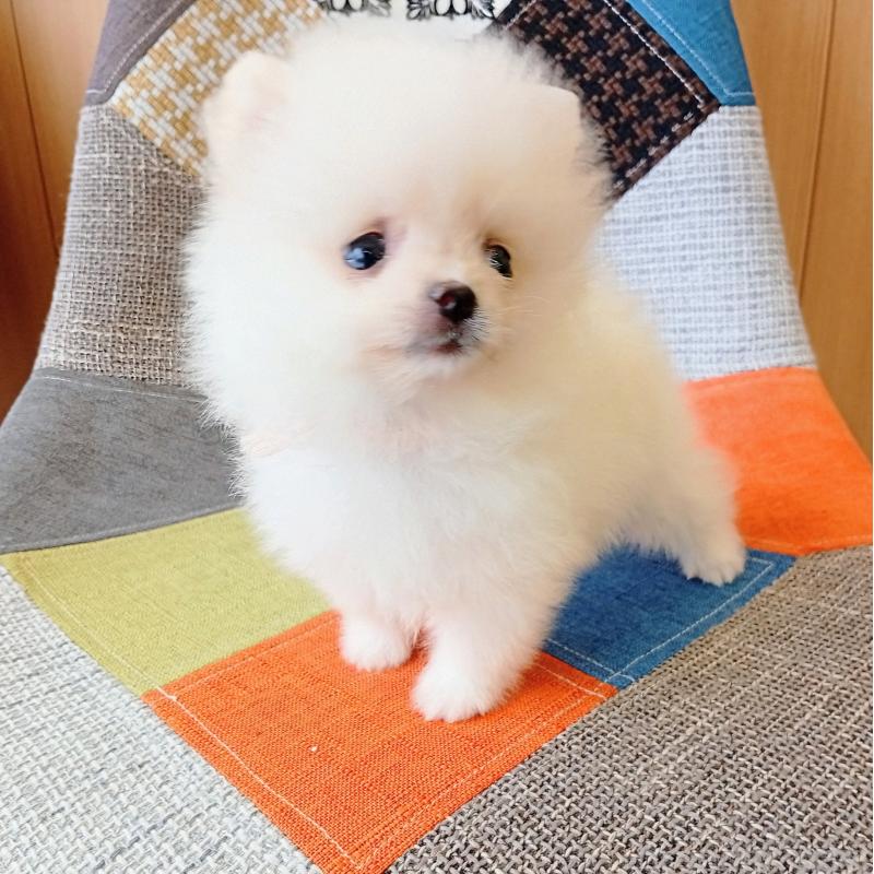 成約済の和歌山県のポメラニアン-417812の2枚目