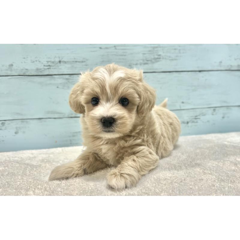 販売中の千葉県のマルプー:マルチーズ×トイプードル-418386の23枚目