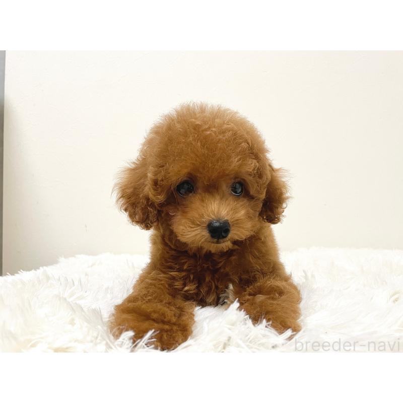 成約済の滋賀県のタイニープードル-416527の10枚目