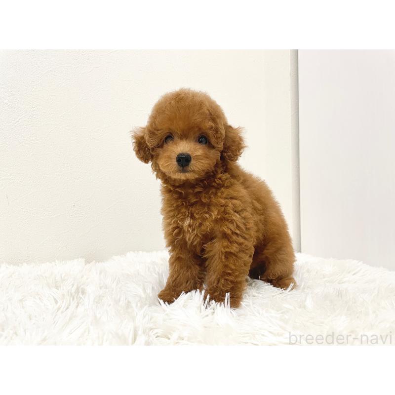 成約済の滋賀県のタイニープードル-416527の9枚目