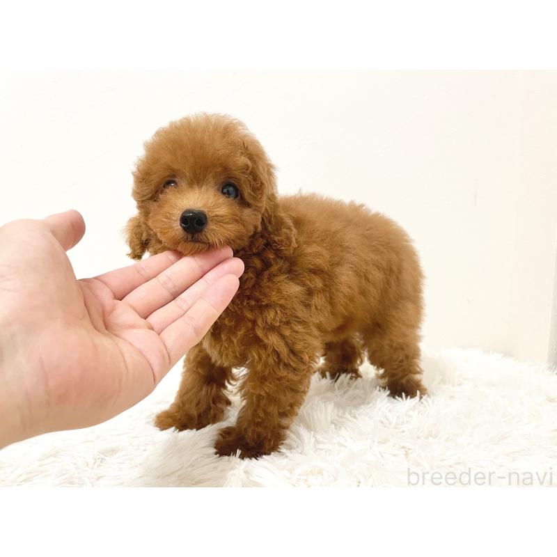 成約済の滋賀県のタイニープードル-416527の8枚目