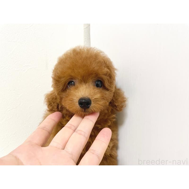 成約済の滋賀県のタイニープードル-416527の7枚目