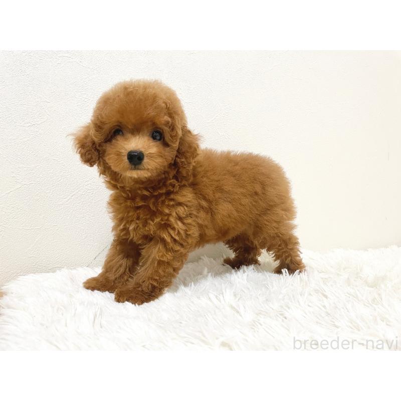 成約済の滋賀県のタイニープードル-416527の6枚目