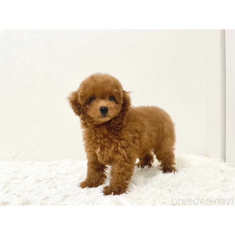 成約済の滋賀県のタイニープードル-416527の5枚目