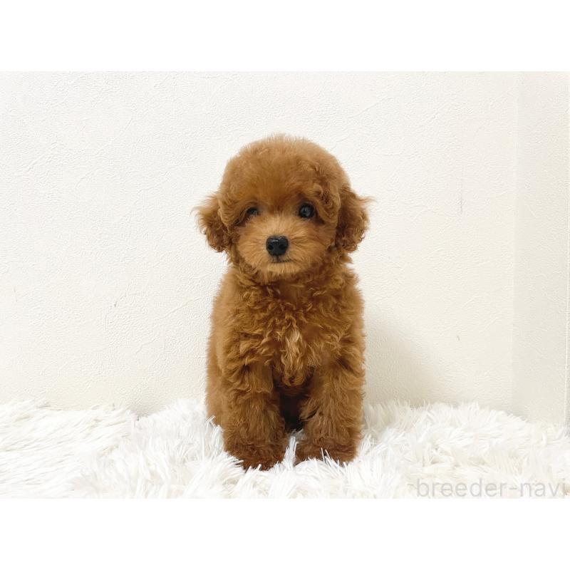 成約済の滋賀県のタイニープードル-416527の4枚目