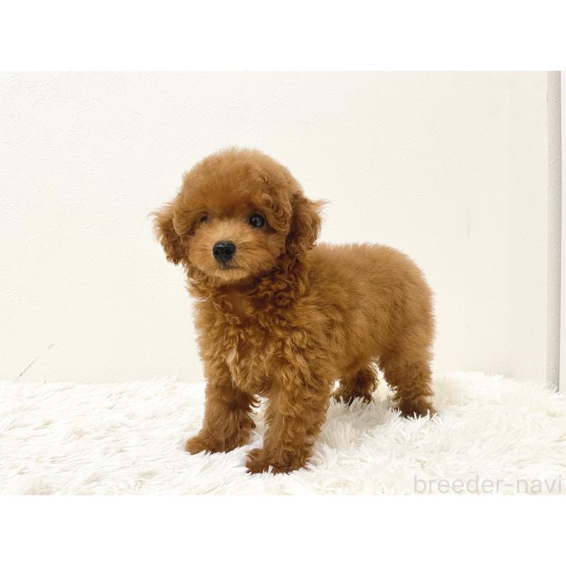 成約済の滋賀県のタイニープードル-416527の3枚目