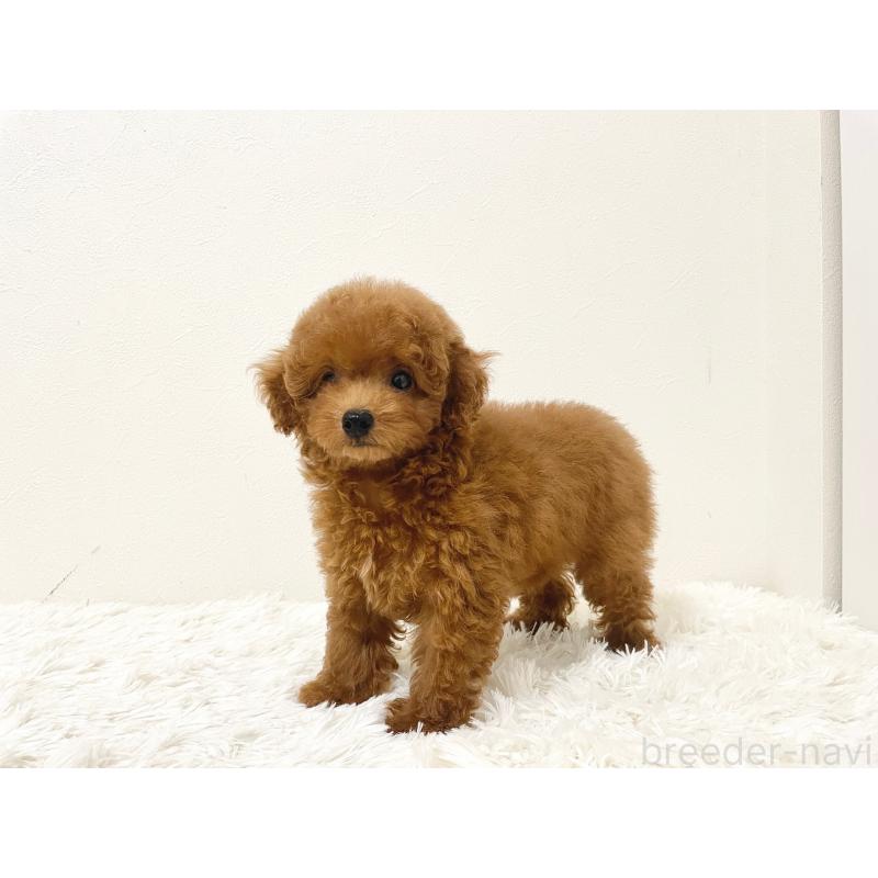 成約済の滋賀県のタイニープードル-416527の2枚目