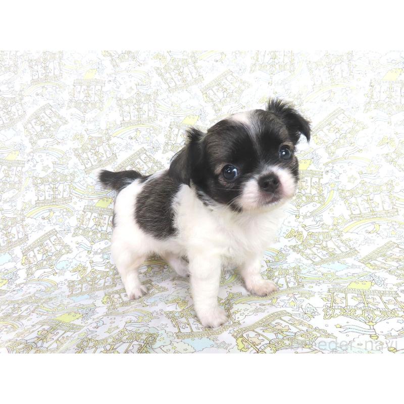 成約済の千葉県のチワワ(ロングコート)-417535の15枚目