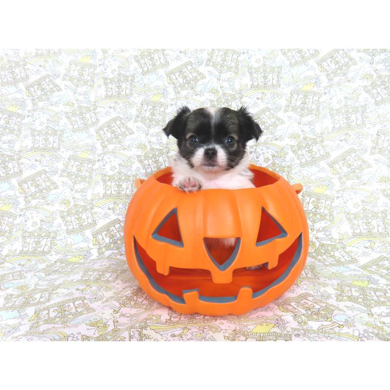 成約済の千葉県のチワワ(ロングコート)-417535の14枚目