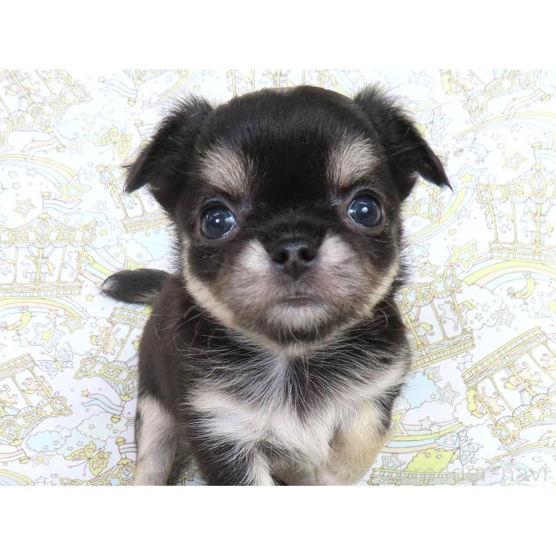 成約済の千葉県のチワワ(ロングコート)-417537の16枚目