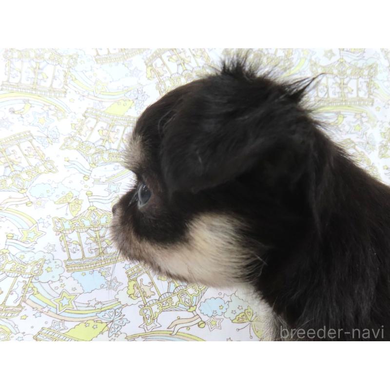 成約済の千葉県のチワワ(ロングコート)-417537の15枚目