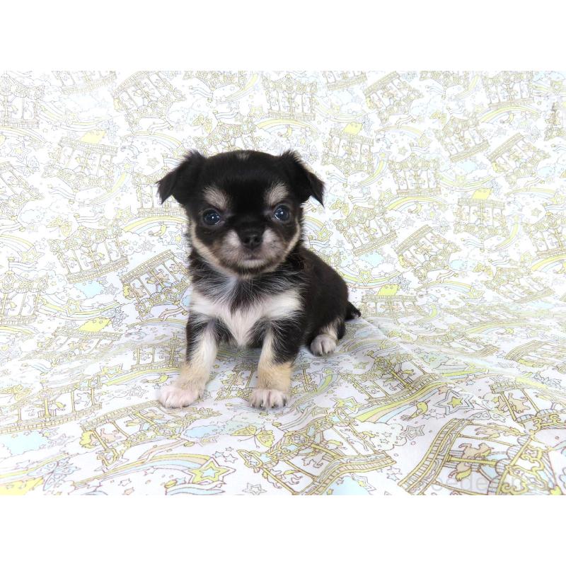 成約済の千葉県のチワワ(ロングコート)-417537の14枚目