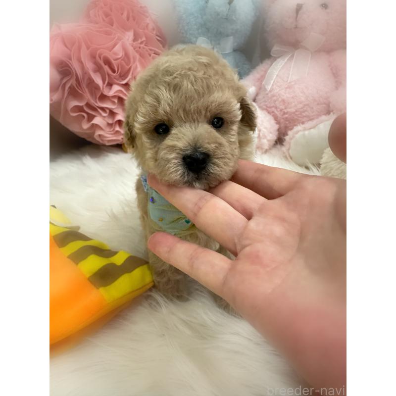 販売中の香川県のトイプードル-419501の4枚目