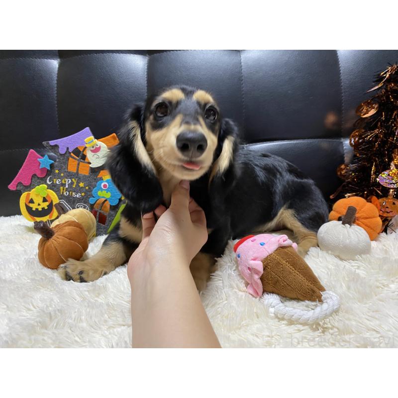 成約済の岐阜県のミニチュアダックスフンド(ロングヘアード)-392088の3枚目