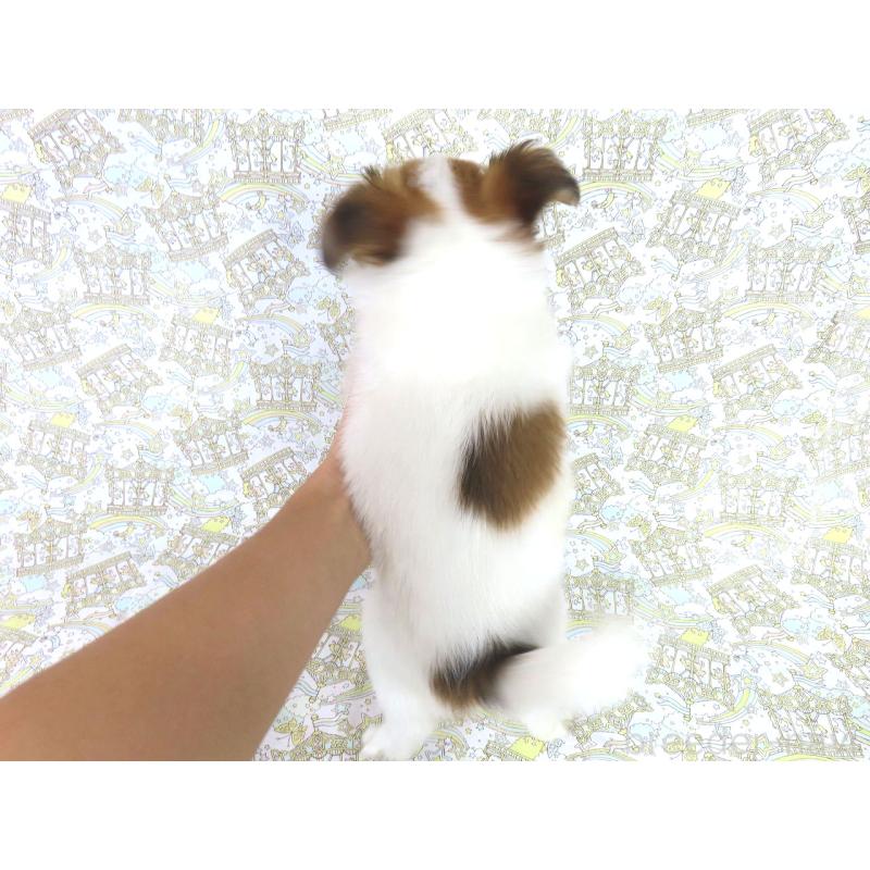 成約済の千葉県のパピヨン-413914の5枚目