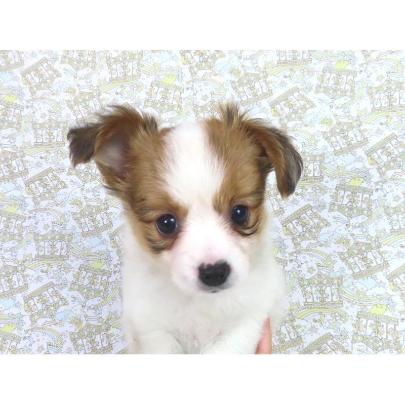 成約済の千葉県のパピヨン-413914の4枚目