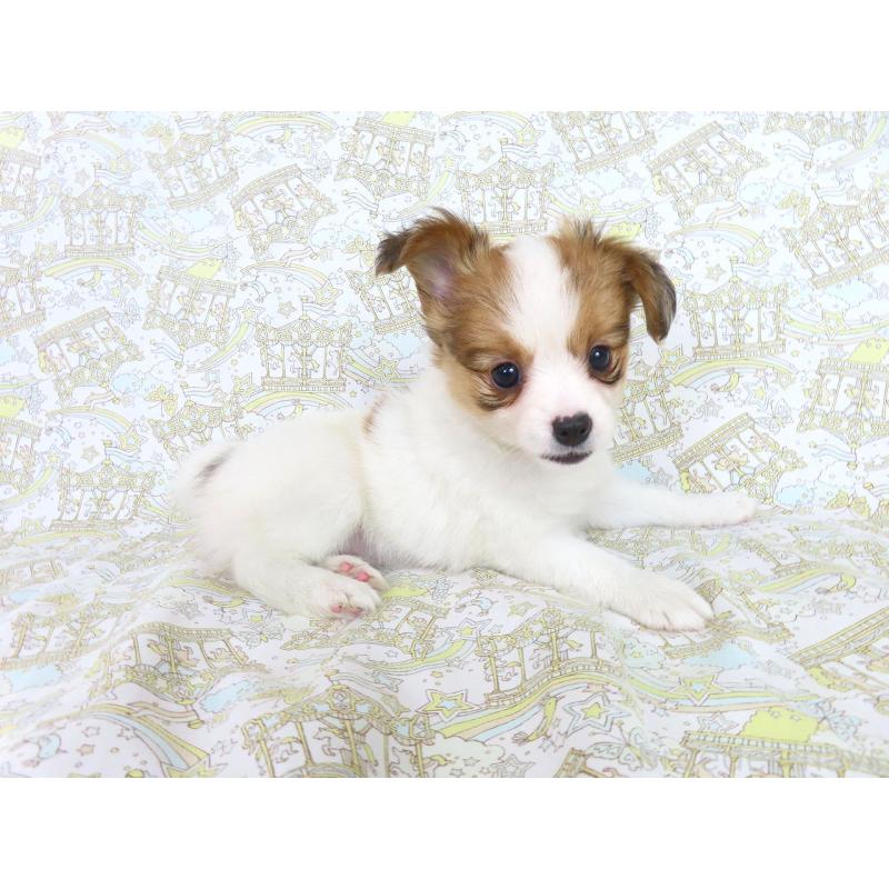 成約済の千葉県のパピヨン-413914の3枚目