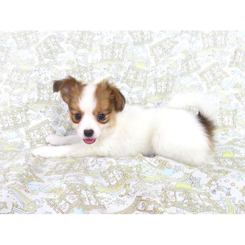 成約済の千葉県のパピヨン-413914の2枚目