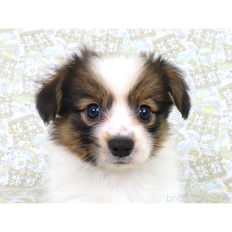 販売中の千葉県のパピヨン-413479の8枚目