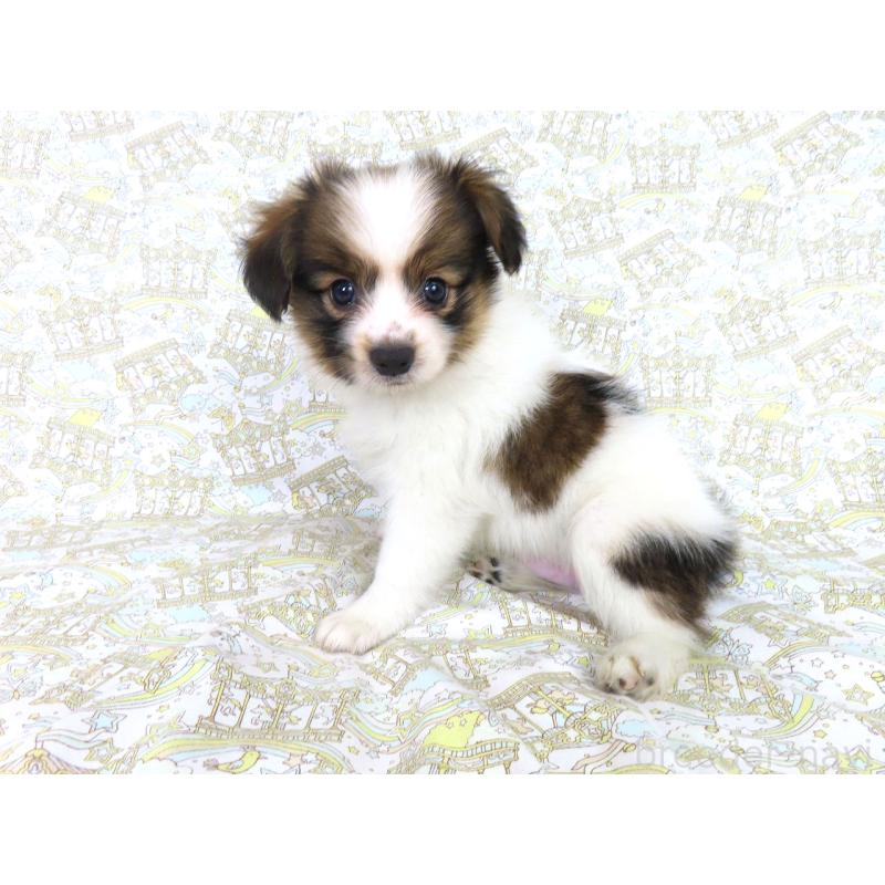 販売中の千葉県のパピヨン-413479の7枚目